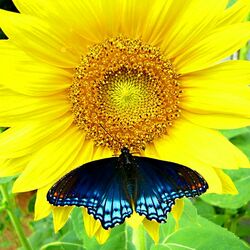 Jigsaw puzzle: Sunflower and butterfly