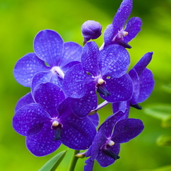 Jigsaw puzzle: Orchids