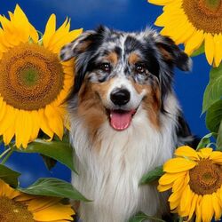 Jigsaw puzzle: Among the sunflowers