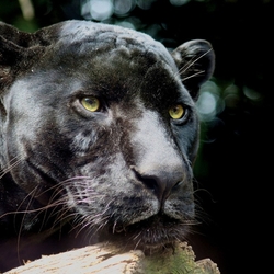 Jigsaw puzzle: Panther