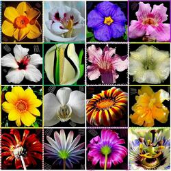 Jigsaw puzzle: Favorite flowers