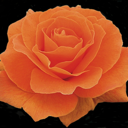 Jigsaw puzzle: the Rose