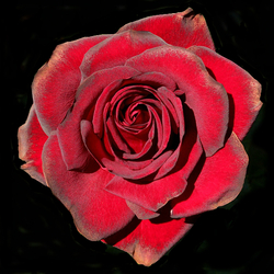 Jigsaw puzzle: the Rose