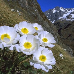 Jigsaw puzzle: Mountain flowers