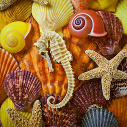 Jigsaw puzzle: Seahorse and shells