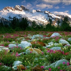 Jigsaw puzzle: Flowers by the mountains