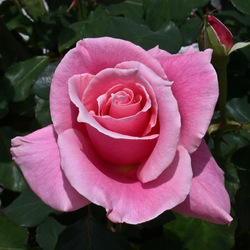 Jigsaw puzzle: Pink rose