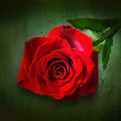 Jigsaw puzzle: Red Rose