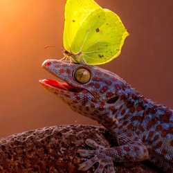 Jigsaw puzzle: Gecko and butterfly