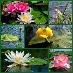 Jigsaw puzzle: Flowers of ponds