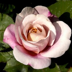 Jigsaw puzzle: the Rose