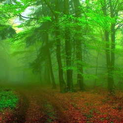 Jigsaw puzzle: Fog in the forest