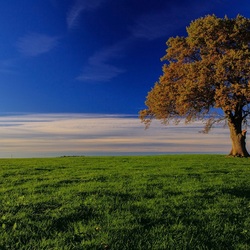 Jigsaw puzzle: Tree in the meadow