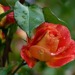 Jigsaw puzzle: Roses