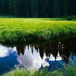 Jigsaw puzzle: Reflection of the forest