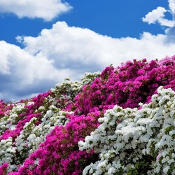 Jigsaw puzzle: Wall of white and pink flowers