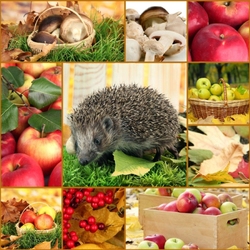 Jigsaw puzzle: Autumn collage