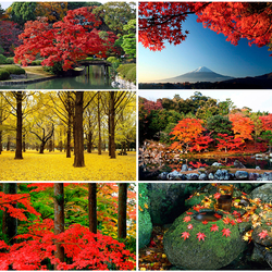 Jigsaw puzzle: Autumn colors of Japan