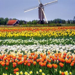 Jigsaw puzzle: Mill in Holland