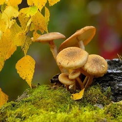 Jigsaw puzzle: Autumn mushrooms