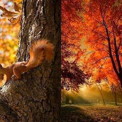 Jigsaw puzzle: Autumn in the forest