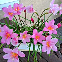 Jigsaw puzzle: Zephyranthes pink