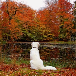 Jigsaw puzzle: Dog and autumn