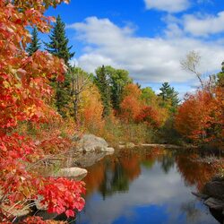 Jigsaw puzzle: Red maple over water