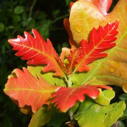 Jigsaw puzzle: Signs of autumn