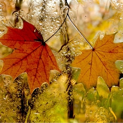 Jigsaw puzzle: Autumn outside the window