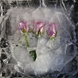Jigsaw puzzle: Flowers and ice