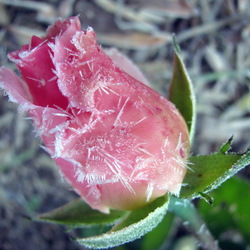 Jigsaw puzzle: the Rose