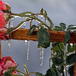 Jigsaw puzzle: Winter and roses