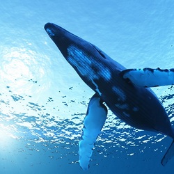 Jigsaw puzzle: Whale
