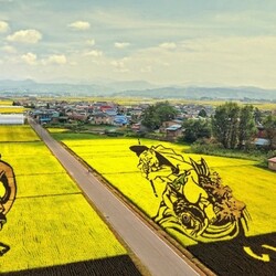 Jigsaw puzzle: Rice field paintings