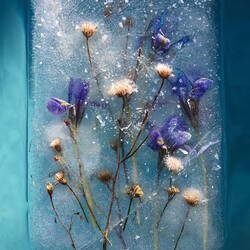 Jigsaw puzzle: Flowers in ice