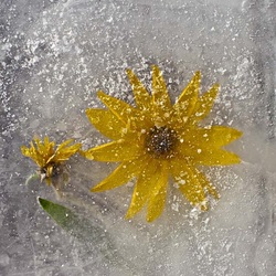 Jigsaw puzzle: Ice and flowers