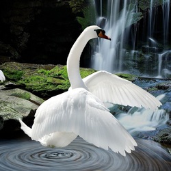 Jigsaw puzzle: Swans by the waterfall