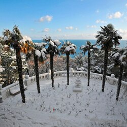 Jigsaw puzzle: Snow covered palms