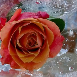 Jigsaw puzzle: Rose for the Snow Queen