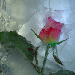 Jigsaw puzzle: Ice and rose