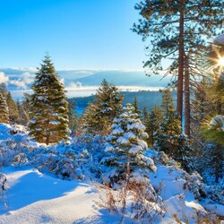 Jigsaw puzzle: Winter forest