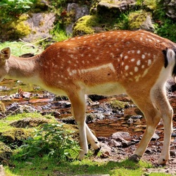 Jigsaw puzzle: Fawn