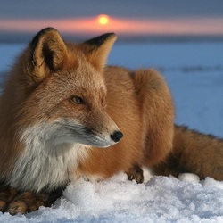 Jigsaw puzzle: Fox in winter