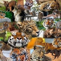 Jigsaw puzzle: And it's all feline
