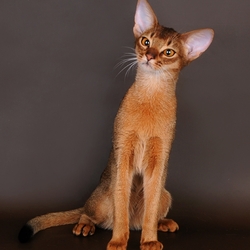 Jigsaw puzzle: Abyssinian cat