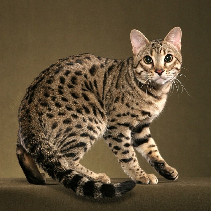 Jigsaw puzzle «Bengal domestic cat» solve jigsaw puzzles online
