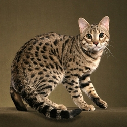 Jigsaw puzzle: Bengal domestic cat