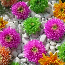 Jigsaw puzzle: Flowers on pebbles