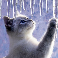 Jigsaw puzzle: Icicles are melting outside the window, which means - soon March
